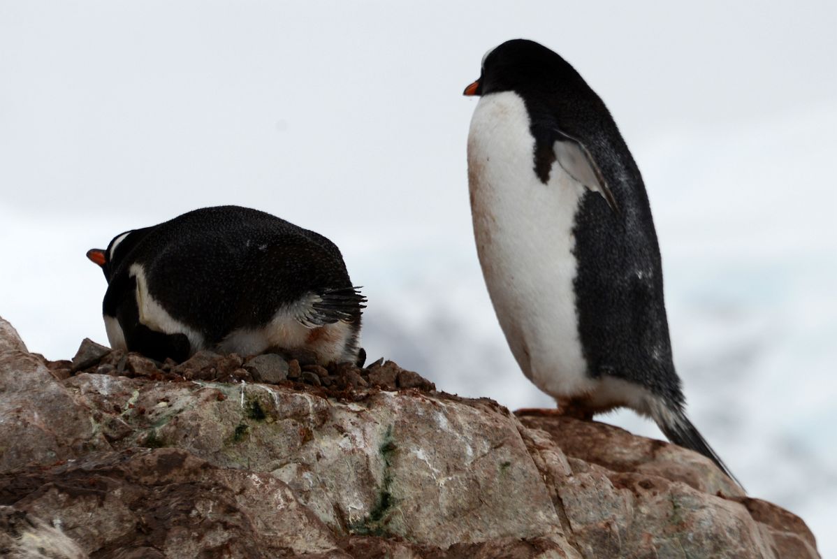 05B A Gentoo Penguin Lies On Its Nest With Its Mate By Its Side In The Rocks At Neko Harbour On Quark Expeditions Antarctica Cruise